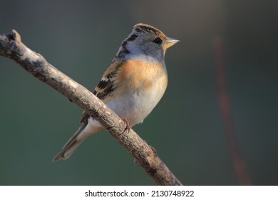 Passerine Birds In Feeders For Winter Food Italy Europe