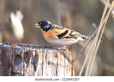 Passerine Birds In Feeders For Winter Food Italy Europe