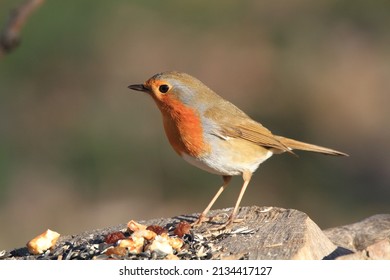 Passerine Birds In Feeders For Winter Food Italy Europe