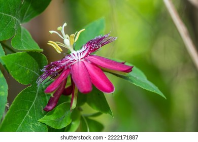 Passielo raceae (Passiflora ‘Lady Margaret’) : Dark red flower. Large sepals outside. Petals, yarn-like appendages arranged together in next layer. There are both stamens and pistils (kidney-shaped)  - Shutterstock ID 2222171887