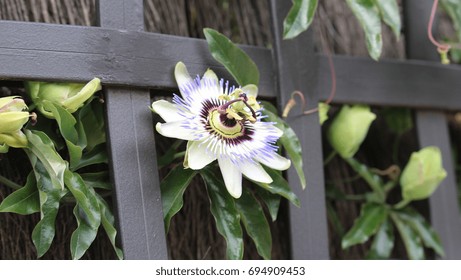 Passiflora caerulea