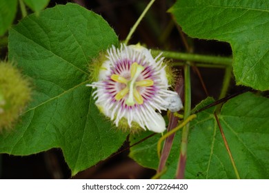 Passiflora foetida (Also called Passiflora foetida, stinking passionflower, wild maracuja, bush passion fruit) flower. It used to treatment for itching and coughs