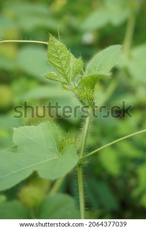 Passiflora foetida (Also called Passiflora foetida, stinking passionflower, wild maracuja, bush passion fruit) leaves. It used to treatment for itching and coughs