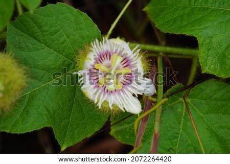 Passiflora foetida (Also called Passiflora foetida, stinking passionflower, wild maracuja, bush passion fruit) flower. It used to treatment for itching and coughs
