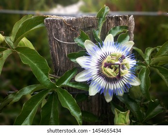 Passiflora Incarnata Flower And Summer