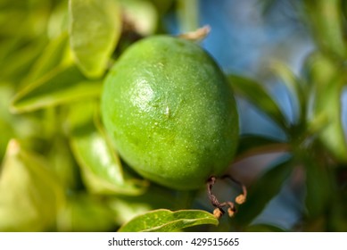 Passiflora Incarnata Fruit