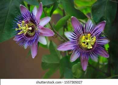 Passiflora plant with flowers, climbing plant - Shutterstock ID 1557305027