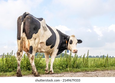 Passing cow looking grumpy, manure dirt on legs and udder , turning her head backwards, on a milking path in summer