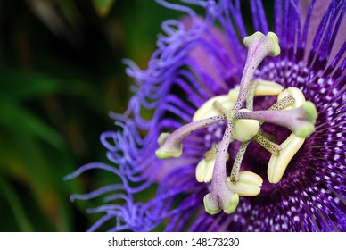 Passion Flower