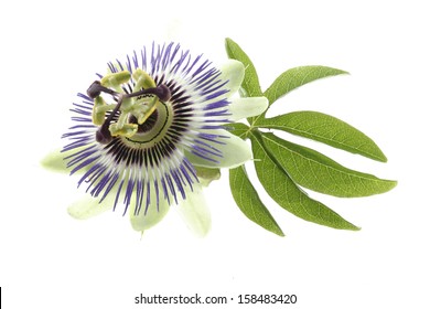 Passion Flower