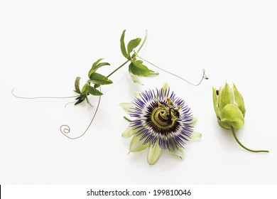 Passion Flower