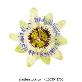 Passion Flower Isolated On White Background