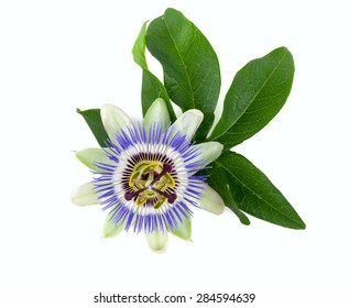 Passion Flower Isolated On White