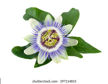 Passion Flower Isolated On White