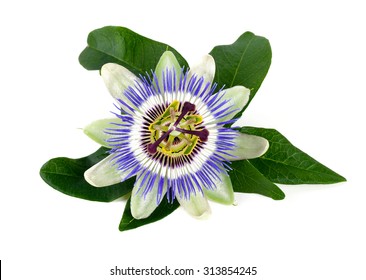 Passion Flower Isolated On White