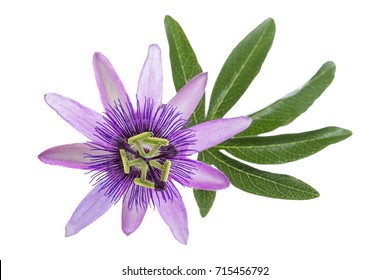 Passion Flower Isolated On Whitebackground