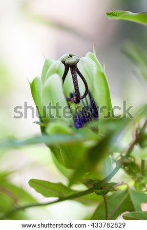 Similar – Image, Stock Photo Blue Nature Macro Photography.Floral Art Design.