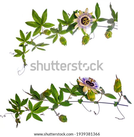 Passion  flower - passiflora isolated on white background