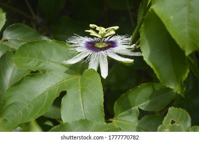 
Passion Flower, Purple Granadilla
Passifloraceae