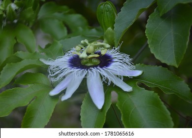 Passion Flower, Purple Granadilla
Passifloraceae