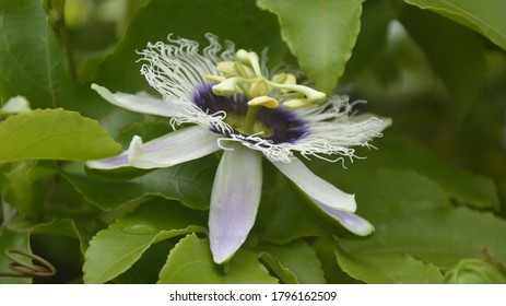 
Passion Flower, Purple Granadilla Passifloraceae