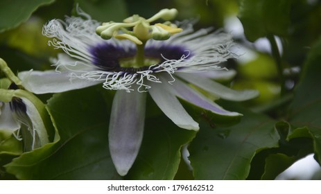 
Passion Flower, Purple Granadilla Passifloraceae