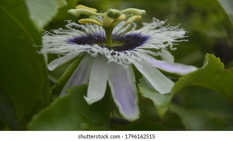 
Passion Flower, Purple Granadilla Passifloraceae