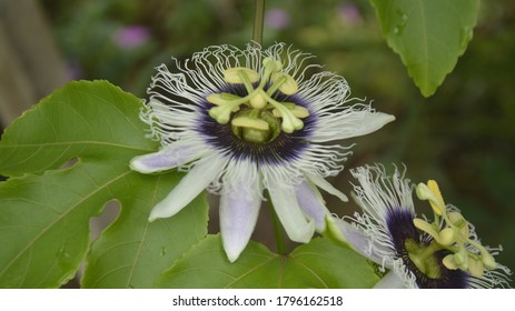 
Passion Flower, Purple Granadilla Passifloraceae