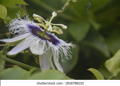 Passion Flower, Purple Granadilla Passifloraceae