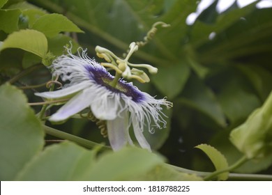 Passion Flower, Purple Granadilla Passifloraceae