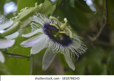 Passion Flower, Purple Granadilla Passifloraceae