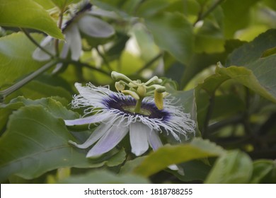 Passion Flower, Purple Granadilla Passifloraceae