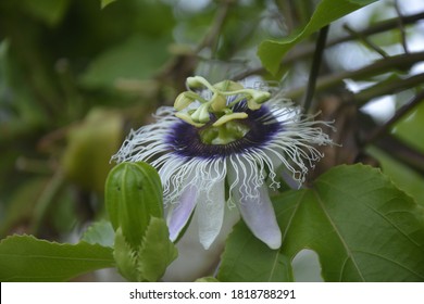 Passion Flower, Purple Granadilla Passifloraceae