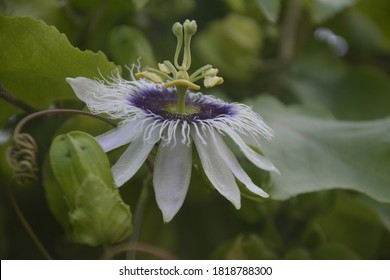 Passion Flower, Purple Granadilla Passifloraceae