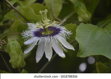 Passion Flower, Purple Granadilla Passifloraceae