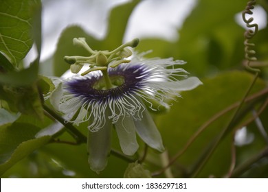 Passion Flower, Purple Granadilla Passifloraceae