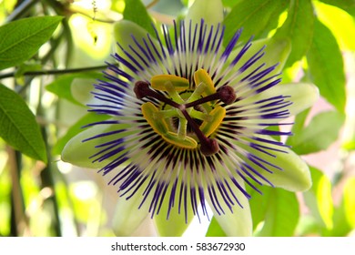 Passion Flower Vine (Passiflora) - Passifloraceae