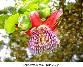 Passion Fruit Flower