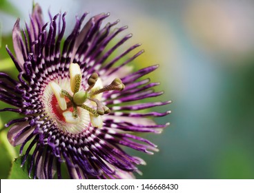 Passion Fruit Flower