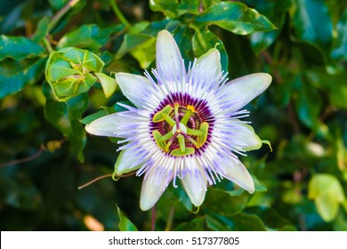 Passion Fruit Flower