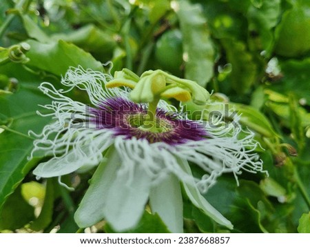 Passion fruit flowers are classified as perfect flowers (hermaphrodites), that is, male and female flowers are found in one flower