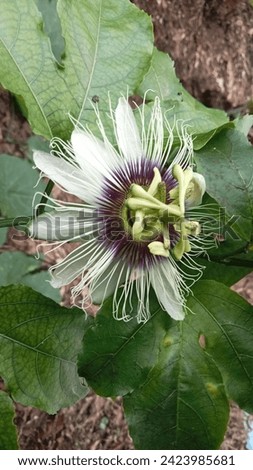 Passion fruit flowers are classified as perfect flowers (hermaphrodites), that is, male and female flowers are found in one flower.