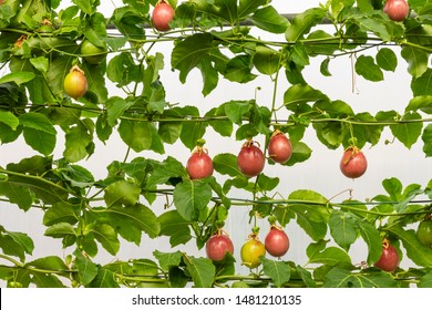 Passion Fruit Plant Images Stock Photos Vectors Shutterstock