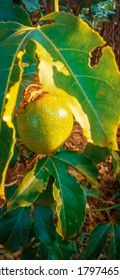 Passion Fruit Growing In A Kenyan Farm