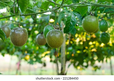 Passion Fruit Growing On The Vine