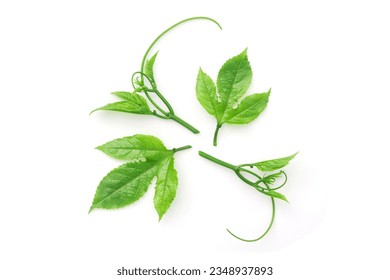 Passion fruit leaves with plant isolated on white background. top view. - Powered by Shutterstock