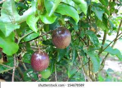 Passion Fruit On The Plant