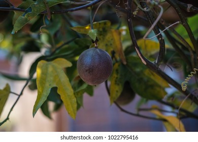 Passion Fruit Is On The Tree.