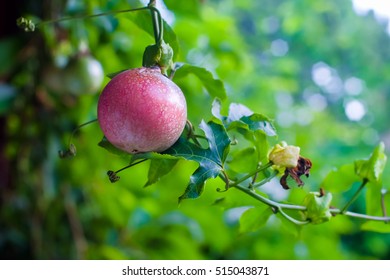  Passion Fruit On Trees With Green Leaves At Background