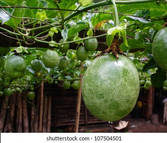 Passion Fruit On The Vine